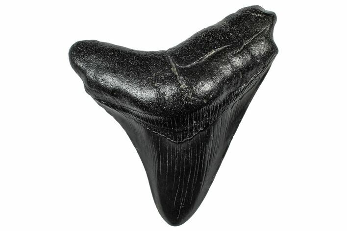 Fossil Megalodon Tooth - South Carolina #301810